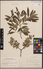 Foto von Salix cinerea L. x Salix viminalis L.